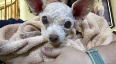 Dojatá Američanka našla strateného psa po takmer dekáde. Je to zázrak, hovorí