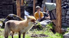 V Bobroveckej doline líška napadla dve osoby. Zdržujú sa pri ľuďoch a strácajú plachosť