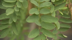 Účinky údajne „najzdravšej rastliny na svete“ na sebe vyskúšal pán Zoltán
