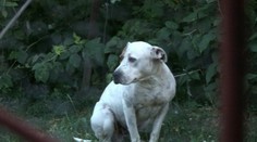 Majiteľovi pitbula, ktorý pohrýzol susedu, hrozia dva roky basy