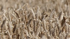 Rusko pozastavuje účasť na dohode o vývoze obilia z Ukrajiny