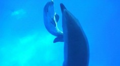 Úžasné video! Mláďa delfína skákavého prichádza na svet