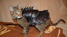 Šialené! Oblek pre mačky - bojovníčky za 360 €