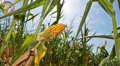 Potraviny asi pôjdu hore, urodilo sa o pätinu menej plodín