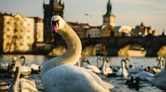 VIDEO: Vybrala sa na prechádzku Prahou. Labuť si vykračovala priamo na ceste medzi autami