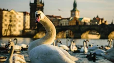 VIDEO: Vybrala sa na prechádzku Prahou. Labuť si vykračovala priamo na ceste medzi autami