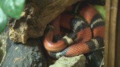 Do slovenskej prírody nepatria, no sú tu. Invázne druhy zvierat dokážu narobiť poriadne problémy