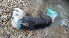 Neďaleko Púchova našli utopeného psa. Páchateľ dal sučke na hlavu igelitové vrece a hodil ju do vody