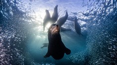 Vybrali najlepšie snímky prírody za rok 2023: Porotcov zaujala aj fotka slovenského fotografa