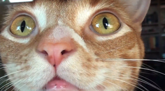 Zaujímalo vás niekedy, ako vnímajú svet mačky?
