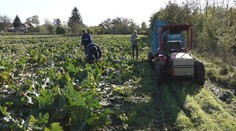 Nezastavia ich horúčavy, mrazy a ani dážď. Pestovatelia zbierajú poslednú tohtoročnú úrodu