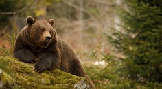 V turistickej lokalite na severe Slovenska sa pohybuje medvedica s mladými. Polícia vyzýva na opatrnosť
