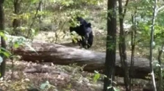 Zvečnil svojho vraha! Študenta zabil rozzúrený medveď