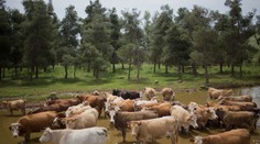 Na východe po koňoch niekto ukradol aj stádo s kravami. Škoda je v tisícoch eur