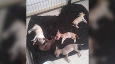 Kto môže za smrť šteniatok? Dve ženy rozhádal nepodarený obchod