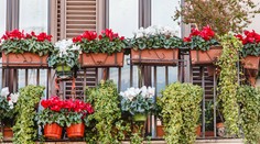 Malý kúsok raja na balkóne. Takto sa vyhnete sklamaniu z rýchlo zvädnutých kvetov