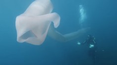 Potápači nasnímali obrovského záhadného tvora. Prezývajú ho aj "jednorožec morí"