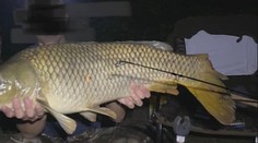 V okolí Trnavy niekto úmyselne mrzačí trofejné ryby. Plutvy majú odstrihnuté kliešťami