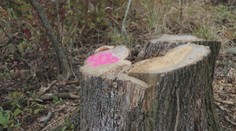 Bez povolenia vyrezali stovky stromov pri Trenčíne. Firma má na rováši aj ďalšie prešľapy