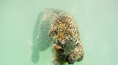 Hrozivá krása prírody. Vznikli prvé fotografie jaguára loviaceho pod vodou
