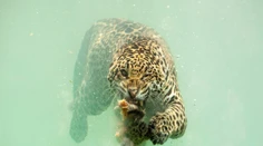 Hrozivá krása prírody. Vznikli prvé fotografie jaguára loviaceho pod vodou