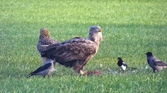 Dravému vtáctvu na Slovensku hrozí vyhynutie. Čoraz viac sa ich ocitá na záchranných staniciach