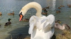 Ružinovskú labutiu ikonu zabili ľudia plastom. Teraz prišla ďalšia krutá rana