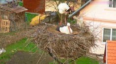 Igelit okolo krku či mláďatá omotané špagátom. Bociany si do hniezd často nosia odpad, ktorý im ohrozuje život