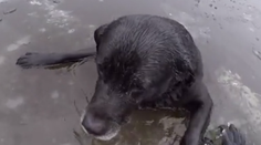 Hrdinka: Žena riskovala vlastný život, aby z ľadu zachránila labradora