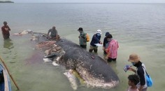 Mŕtva veľryba mala žalúdok plný plastu. Neuveriteľné, čo všetko tam našli