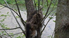 Mŕtve mačky niekto rozvešal po stromoch. Medzi ľuďmi sa povráva, že ich kántri poľovník