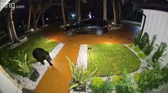 VIDEO: Medveď ukradol donášku jedla spred domu. Potom sa vrátil a vzal si ešte aj nápoje