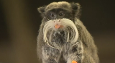 Svet prišiel za 40 rokov o viac ako polovicu zvierat