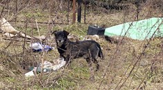 V Soči pred olympiádou odchytia a pozabíjajú tisíce túlavých psov