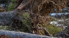 Zomrel český škôlkar, na ktorého spadol pri vychádzke strom