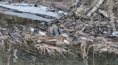 Stovky uhynutých rýb v rieke pod Poľanou. Ekohavária sa v Slatine nestala prvýkrát