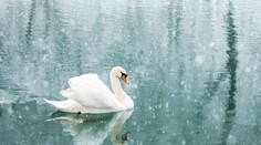 V sobotu sa začne najväčšie sčítavanie vodného vtáctva na Slovensku, pomôcť môže každý