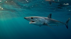 VIDEO: Pri obľúbenom gréckom ostrove videli najrýchlejšieho žraloka na svete. Plával kúsok od pobrežia