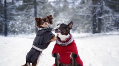 Novodobý trend alebo potrebný doplnok? Veterinár prezradil, či je nutné v zime obliekať psy