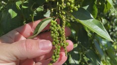 Vietnamci považujú jedlo za symbol rodiny. Pátrali sme po tajomných ingredienciách ich pochúťok