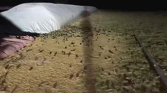 VIDEO: Invázia myší v Austrálii: Ničia úrodu, napádajú ľudí a kontaminujú vodu