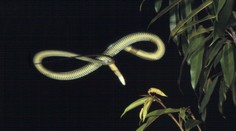 Vedeli ste, ako lietajú hady?