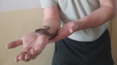 Had na sídlisku v Žiline spôsobil poriadny rozruch