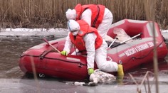 Vtáčia chrípka vyčíňa na južnom Slovensku. Pri Komárne pozbierali až 70 mŕtvych labutí