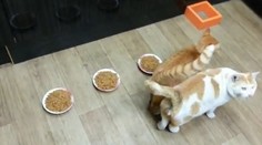 Takúto lakomú mačku ste ešte nevideli