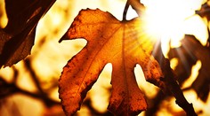 Meteorológovia vydali ďalšiu predpoveď na najbližšie mesiace. El Niño potrvá minimálne do marca