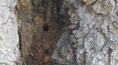 Keď to zbadal, bolo mu do plaču. Chalupárovi ktosi otrávil desiatky rokov zdravé stromy