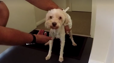 Neuveriteľný príbeh! Austrálčan bojoval s pytónom, ktorý mu napadol psa