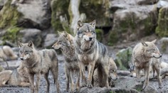 Vlci majú vodcovské schopnosti, myši sa neboja mačiek. Toxický parazit vyvoláva u zvierat zmeny v mozgu