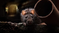 Majú hlad, sú agresívne a požierajú sa navzájom. Americké potkany zažívajú ťažké časy